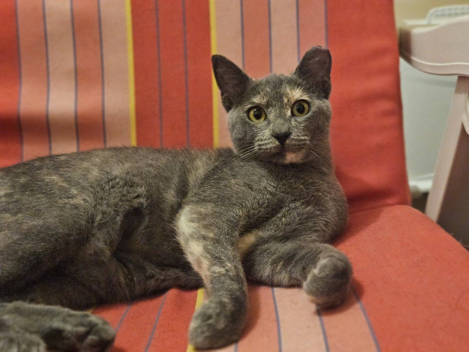 Tortie