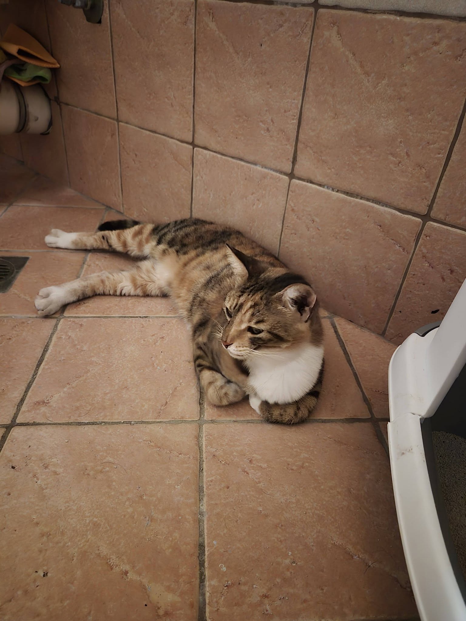 DIVA