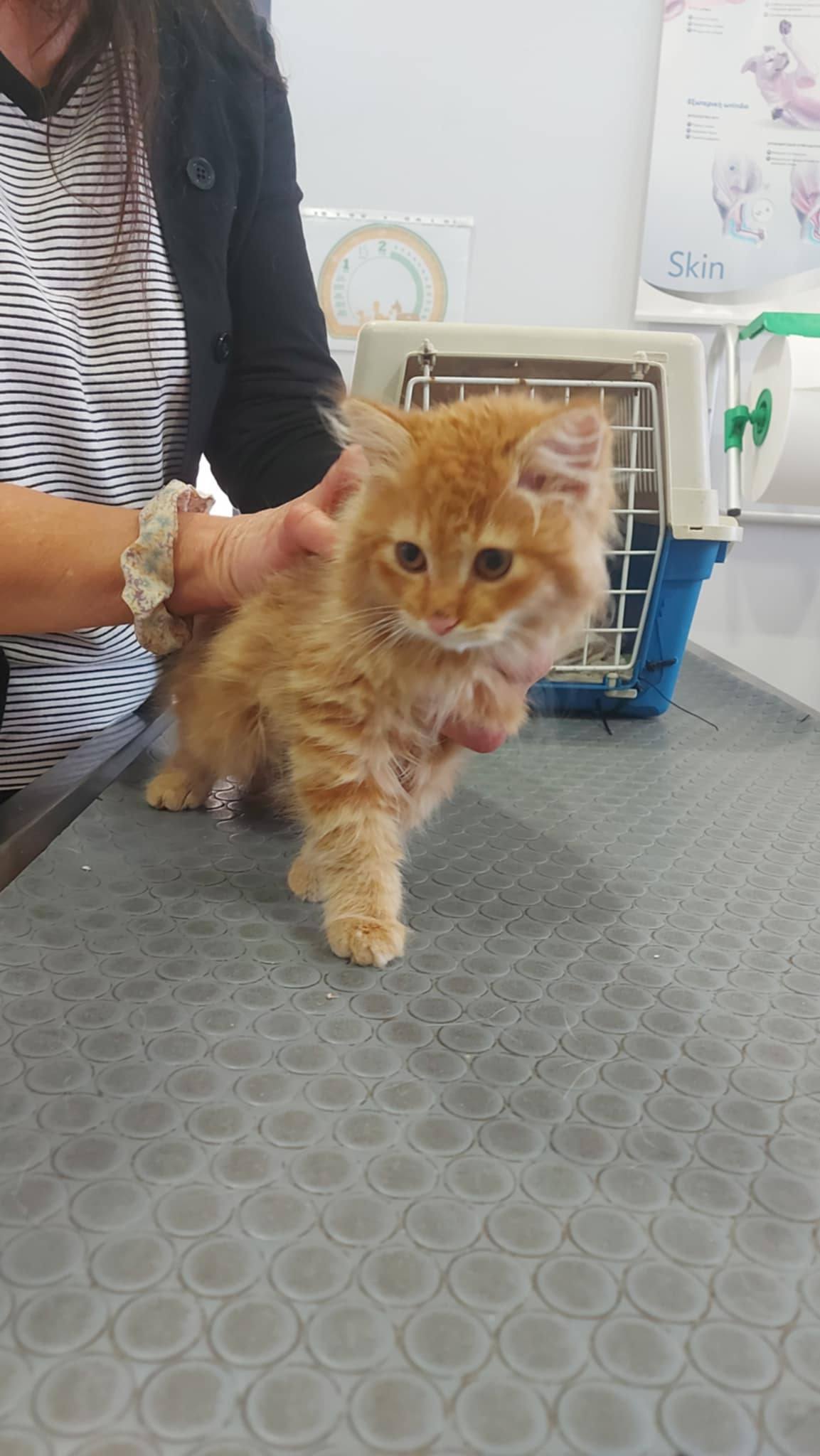 SIMBA