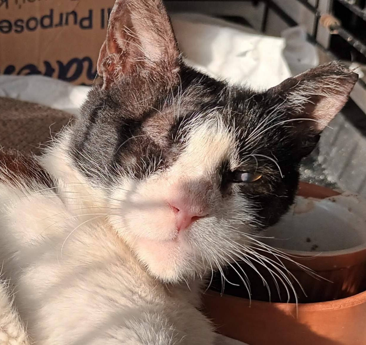 NINA