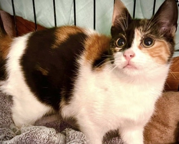 DAPHNE