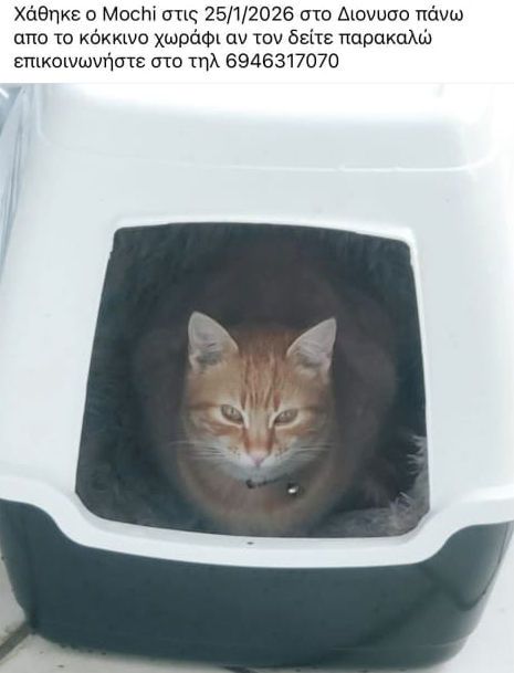 Mochi