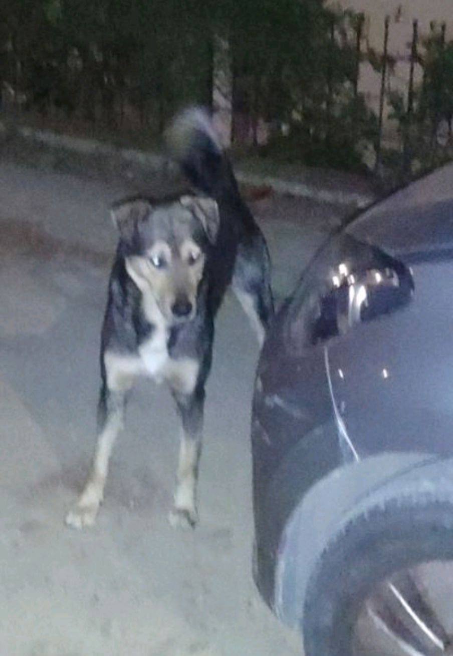 Αγγελία
